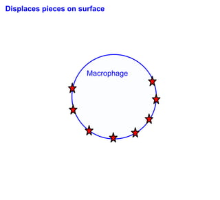 Displaces pieces on surface




                      Macrophage
 