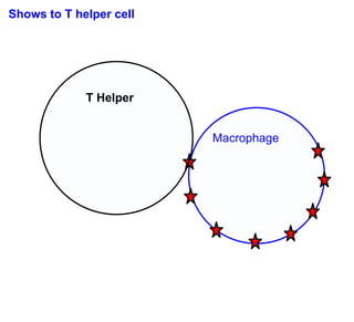 Shows to T helper cell




             T Helper


                         Macrophage
 