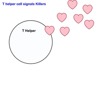 T helper cell signals Killers




             T Helper
 