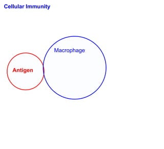 Cellular Immunity




                    Macrophage


   Antigen
 