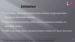 Essentials of Medical Microbiology by Apurba S Sastry © Jaypee Brothers Medical Publishers
Initiation
 Activation - Mannose carbohydrate residues of glycoproteins
present on microbial surfaces.
 Mannsoe binding lectins (MBL) bind to mannose residues on
microbial surface.
 MBL is an acute phase reactant protein, similar to C1q in structure.
29
 