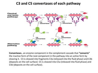 Complement fixation | PPTX