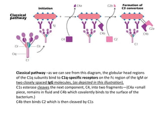 Complement Fixation Rbc Complement fixation | PPTX
