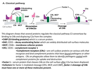 Complement fixation | PPTX