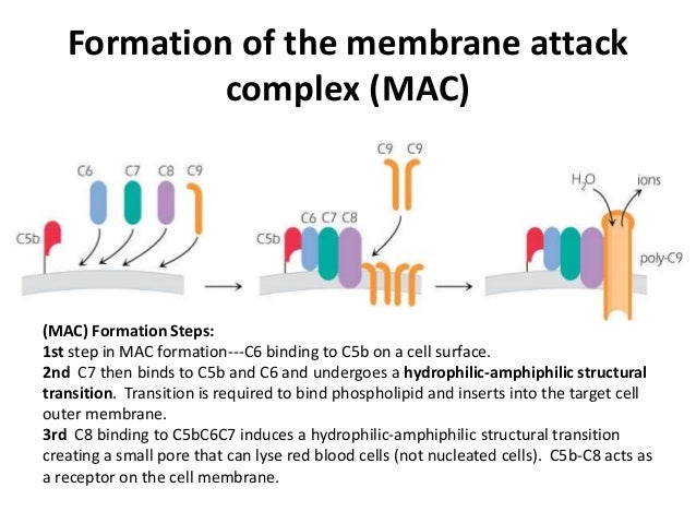 Complement fixation