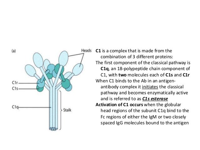 Complement fixation