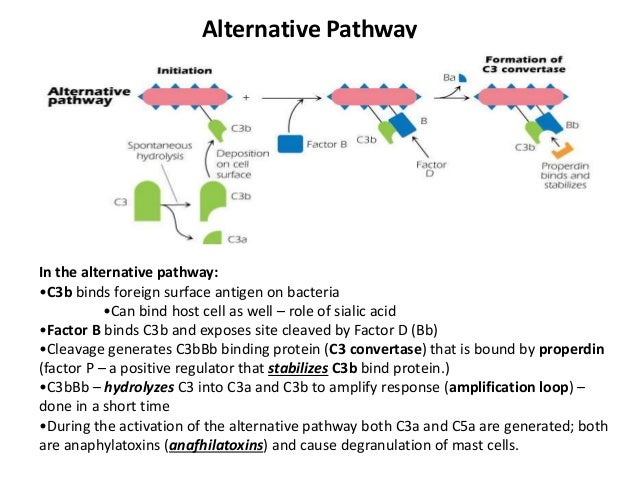 Complement fixation