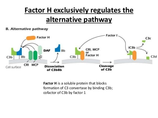 Complement fixation