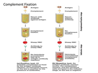 Complement Fixation
 