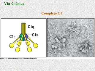 Complejo C1 Vía Clásica 