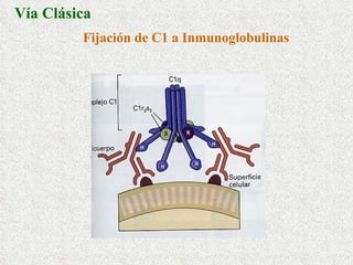 Fijación de C1 a Inmunoglobulinas Vía Clásica 