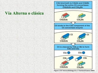 Vía Alterna o clásica 