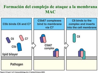 Formación del complejo de ataque a la membrana MAC 