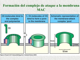 Formación del complejo de ataque a la membrana MAC 
