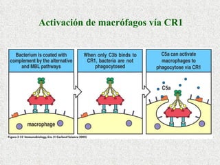 Activación de macrófagos vía CR1 