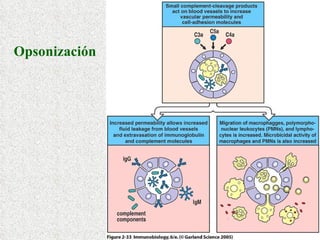 Opsonización  