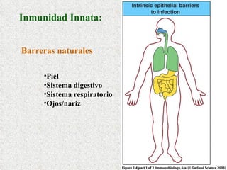 Inmunidad Innata:   Barreras naturales Piel Sistema digestivo Sistema respiratorio Ojos/nariz 