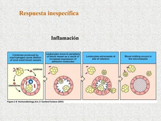 Respuesta inespecífica Inflamación 