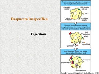 Respuesta inespecífica Fagocitosis 