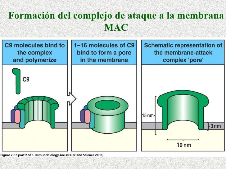 Complemento