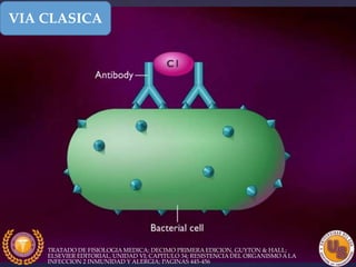 VIA CLASICA
TRATADO DE FISIOLOGIA MEDICA; DECIMO PRIMERA EDICION, GUYTON & HALL;
ELSEVIER EDITORIAL, UNIDAD VI; CAPITULO 34; RESISTENCIA DEL ORGANISMO A LA
INFECCION 2 INMUNIDAD Y ALERGIA; PAGINAS 445-456
 