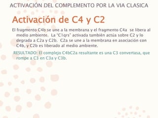 ACTIVACIÓN DEL COMPLEMENTO POR LA VIA CLASICA
El fragmento C4b se une a la membrana y el fragmento C4a se libera al
medio ambiente. La “C1qrs” activada también actúa sobre C2 y lo
degrada a C2a y C2b. C2a se une a la membrana en asociación con
C4b, y C2b es liberado al medio ambiente.
RESULTADO: El complejo C4bC2a resultante es una C3 convertasa, que
rompe a C3 en C3a y C3b.
Activación de C4 y C2
 