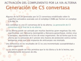 ACTIVACIÓN DEL COMPLEMENTO POR LA VIA ALTERNA
Algunas de las C3b generadas por la C3 convertasa estabilizada cobre la
superficie activadora asociada con el complejo C3bBb par formar un complejo
C3b BbC3b.
Este complejo es una C5 convertasa de la vía alterna. La generación de C5
convertasa es el final de la vía alterna.
La vía alterna puede ser activada por muchas bacterias gram negativas (las más
significativas son: Neisseria meningitidis y Neisseria gonorrhoea), ciertos virus
y parásitos, resultando en la lisis de estos organismos. De tal forma que la vía
alterna por la activación de C provee otra manera de protección contra ciertos
patógenos antes que una respuesta de anticuerpos sea montada.
Una deficiencia en los resultados de C3 es una incrementada susceptibilidad a
estos organismo.
La vía alterna puede ser más primitiva que la vía clásica y la de la lectina, que
probablemente derivaron de ella.
Generación de C5 convertasa
 