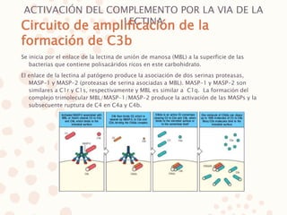 ACTIVACIÓN DEL COMPLEMENTO POR LA VIA DE LA
LECTINA
Se inicia por el enlace de la lectina de unión de manosa (MBL) a la superficie de las
bacterias que contiene polisacáridos ricos en este carbohidrato.
El enlace de la lectina al patógeno produce la asociación de dos serinas proteasas,
MASP-1 y MASP-2 (proteasas de serina asociadas a MBL). MASP-1 y MASP-2 son
similares a C1r y C1s, respectivamente y MBL es similar a C1q. La formación del
complejo trimolecular MBL/MASP-1/MASP-2 produce la activación de las MASPs y la
subsecuente ruptura de C4 en C4a y C4b.
Circuito de amplificación de la
formación de C3b
 