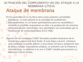 ACTIVACIÓN DEL COMPLEMENTO VÍA DEL ATAQUE A LA
MEMBRANA (LÍTICA)
El C5a generado en la vía lítica tiene varias potentes actividades
biológicas. La más potente es la actividad de anafilatoxin.
Adicionalmente, es un factor quimiotáctico para los neutrófilos y
estimula el estallido respiratorio en ellos y la producción de citocinas
inflamatorias por macrofagos. Sus actividades son controladas por la
inactivación de carboxipeptidasa B (C3-INA).
Algunas de los complejos C5b67 formados pueden disociarse de la
membrana y pasar a la fase fluida. Si esto llega a ocurrir, entonces
este complejo se puede adherir a otra célula cercana y producirle lisis.
El daño a células circundantes propias, se previene con la Proteina S
(vitronectina). La proteína S se une a C5b67 soluble para prevenir su
adhesión a otras células
Ataque de membrana
 