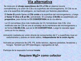 Vía alternativa
La C3 convertasa cliva más moléculas de C3, formándose más C3b. Una
molécula más de C3b se une al complejo de la membrana del microorganismo y
se forma C3b-Bb-C3b, que es la C5 CONVERTASA. Luego la cascada sigue
como en la vía clásica.
Activación mediada por unión directa de componentes del C’ a superficies ricas en
carbohidratos y pobres en ácido siálico, independiente de la unión Ag-Ac.
Activada por presencia de LPS, PS, ácido teicoico, algunos parásitos, levaduras y
hongos. También por GR heterólogos y agregados de IgA.
Participa de la respuesta humoral innata.
Se inicia por el clivaje espontáneo de C3 a C3b en plasma (ocurre
normalmente) y la unión de C3b a la superficie del microorganismo. Si C3b no se
une a la superficie del patógeno, es inactivado por factores plasmáticos.
El factor B puede fijarse al C3b unido a la superficie del microorganismo, y luego
el factor D cliva a B en Bb, activándolo. El complejo C3b-Bb es estabilizado por
properdina, para formar la C3 CONVERTASA de la vía alterna.
Requiere Mg2+ como cofactor
 