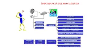 ÍMPORTANCIA DEL MOVIMIENTO
 