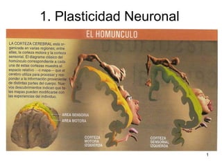 1. Plasticidad Neuronal 