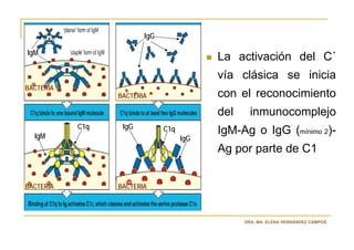 IgG

IgM
                                          La activación del C´
                                          vía clásica se inicia
BACTERIA
                 BACTERIA                 con el reconocimiento
                                          del     inmunocomplejo
           C1q    IgG         C1q
  IgM
                                          IgM-Ag o IgG (mínimo 2)-
                                    IgG
                                          Ag por parte de C1


BACTERIA         BACTERIA




                                                DRA. MA. ELENA HERNÁNDEZ CAMPOS
 