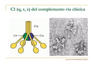 C1 (q, r, s) del complemento vía clásica




                             DRA. MA. ELENA HERNÁNDEZ CAMPOS
 