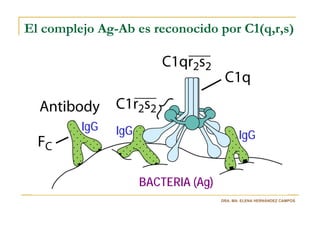 El complejo Ag-Ab es reconocido por C1(q,r,s)




         IgG   IgG                          IgG


                     BACTERIA (Ag)
                                     DRA. MA. ELENA HERNÁNDEZ CAMPOS
 