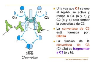Una vez que C1 se une
al Ag-Ab, se activa y
rompe a C4 (a y b) y
C2 (a y b) para formar
la convertasa de C3
La convertasa de C3
está  formada   por:
C4b2a
La función de la
convertasa    de  C3
(C4b2a) es fragmentar
a C3 (a y b).

      DRA. MA. ELENA HERNÁNDEZ CAMPOS
 