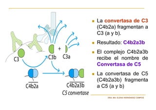 La convertasa de C3
(C4b2a) fragmentan a
C3 (a y b).
Resultado: C4b2a3b
El complejo C4b2a3b
recibe el nombre de
Convertasa de C5
La convertasa de C5
(C4b2a3b) fragmenta
a C5 (a y b)

    DRA. MA. ELENA HERNÁNDEZ CAMPOS
 