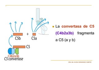 La convertasa de C5
          (C4b2a3b) fragmenta
          a C5 (a y b)



C4b2a3b
                 DRA. MA. ELENA HERNÁNDEZ CAMPOS
 