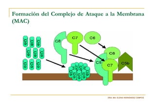 Formación del Complejo de Ataque a la Membrana
(MAC)




                                 DRA. MA. ELENA HERNÁNDEZ CAMPOS
 