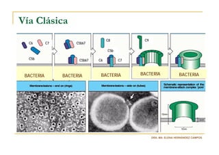 Vía Clásica
                                    C8          C9
  C6        C7        C5b67

                                    C5b

  C5b                  C5b67   C6         C7



 BACTERIA        BACTERIA       BACTERIA       BACTERIA              BACTERIA




                                                     DRA. MA. ELENA HERNÁNDEZ CAMPOS
 