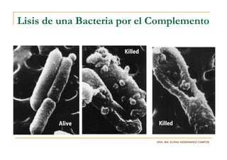 Lisis de una Bacteria por el Complemento




                             DRA. MA. ELENA HERNÁNDEZ CAMPOS
 