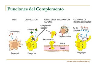 Funciones del Complemento




                            DRA. MA. ELENA HERNÁNDEZ CAMPOS
 