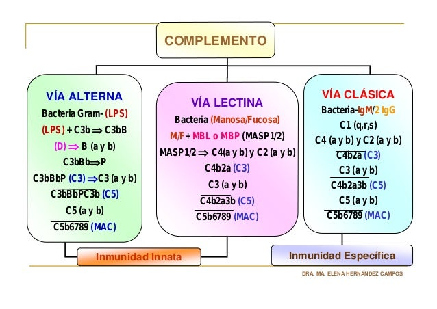 Sistema de Complemento Parte I