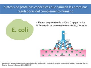 Síntesis de proteínas específicas que simulan las proteínas 
reguladoras del complemento humano 
E. coli 
- Síntesis de proteína de unión a C1q que inhibe 
la formación de un complejo entre C1q, C1r y C1s 
Maduración, regulación y activación de linfocitos. En: Abbas A. K., Lichtman A., Pillai S. Inmunología celular y molecular. 6a. Ed. 
Elsevier Saunders. España. 2008; 329-346. 
 