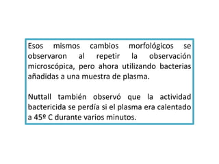 Esos mismos cambios morfológicos se 
observaron al repetir la observación 
microscópica, pero ahora utilizando bacterias 
añadidas a una muestra de plasma. 
Nuttall también observó que la actividad 
bactericida se perdía si el plasma era calentado 
a 45º C durante varios minutos. 
 