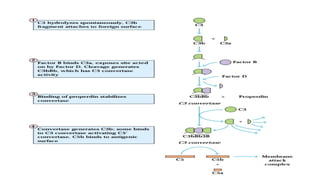 Complement pathway and B CELL FUNCTION - Copy.pptx