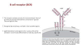 Complement pathway and B CELL FUNCTION - Copy.pptx