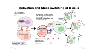Complement pathway and B CELL FUNCTION - Copy.pptx
