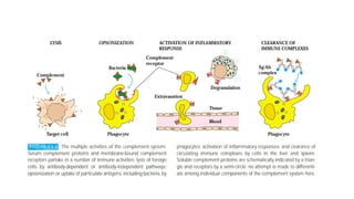 Complement pathway and B CELL FUNCTION - Copy.pptx