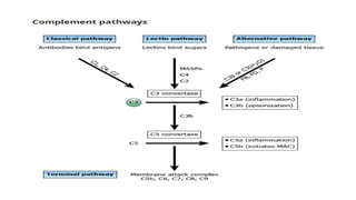 Complement pathway and B CELL FUNCTION - Copy.pptx